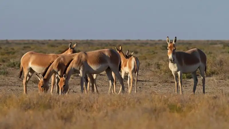 Мистический остров в Казахстане: Кто и как может попасть на Барсакельмес, фото - Новости Zakon.kz от 18.09.2023 14:06
