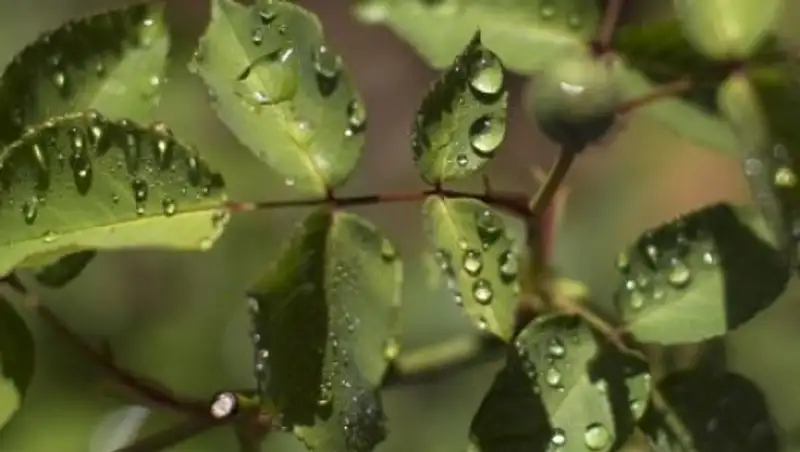 Кратковременные дожди с грозами и ветром ожидаются в Казахстане