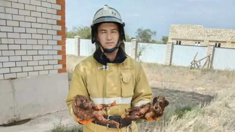 Двух щенков в Актюбинской области спасли из выгребной ямы сотрудники ДЧС