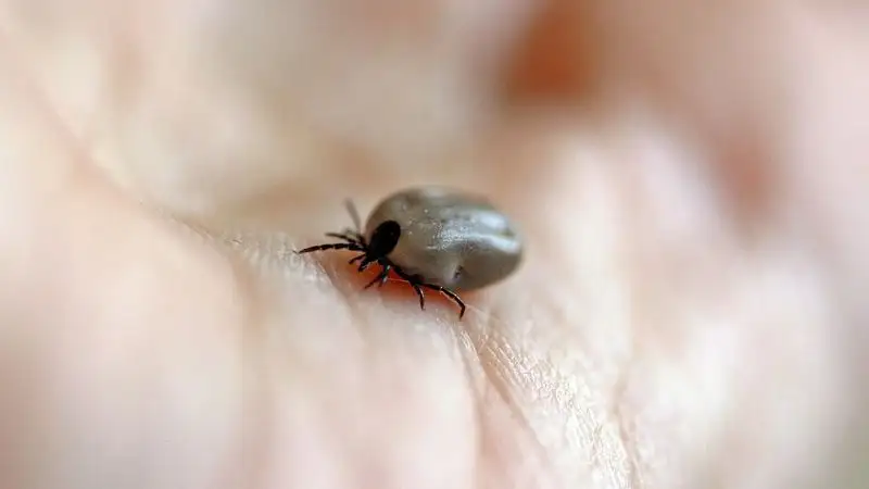 Казахстанские медики напомнили о скором начале сезона клещей