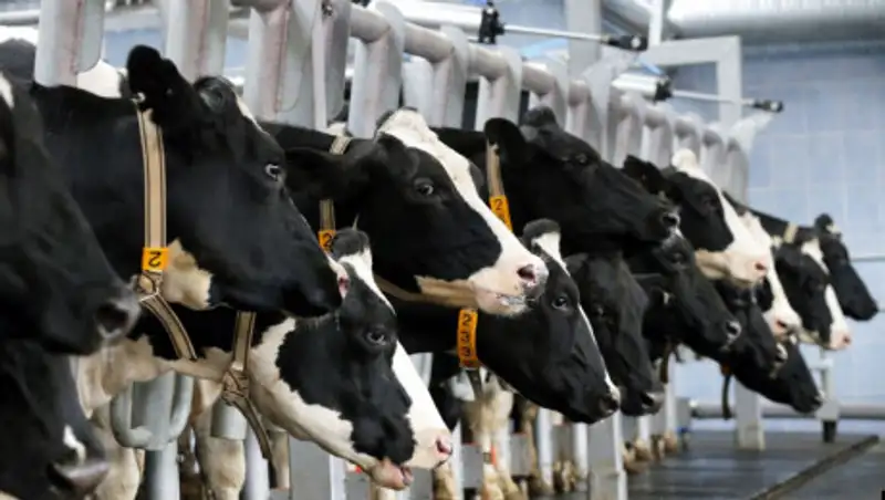 "Мы жертвы госпрограмм" - Актюбинские фермеры режут скот, чтобы закрыть долги