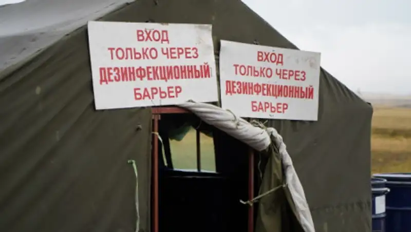 Карантин из-за сибирской язвы в селе Ольгинка снимут 30 августа