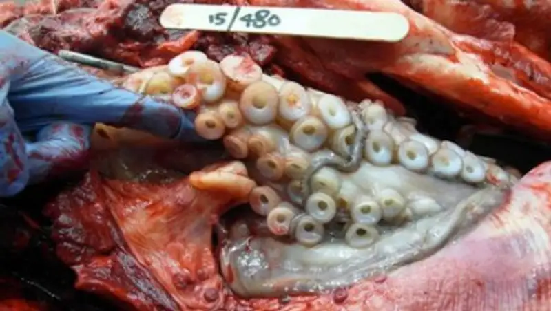 Гигантский осьминог задушил жадного дельфина