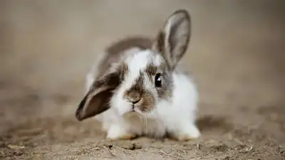 В США найденного на улице кролика взяли на работу в полицию, фото - Новости Zakon.kz от 11.04.2023 09:15