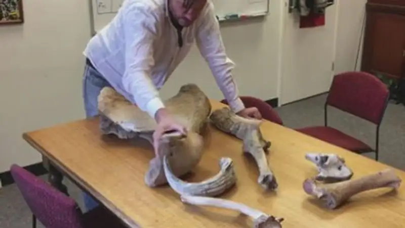 Названа новая причина вымирания мамонтов