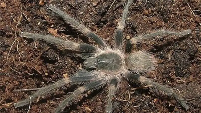 На Южном Урале из-за глобального потепления появились ядовитые тарантулы