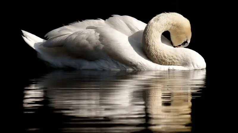 Видео с убийством лебедя возмутило казахстанцев
