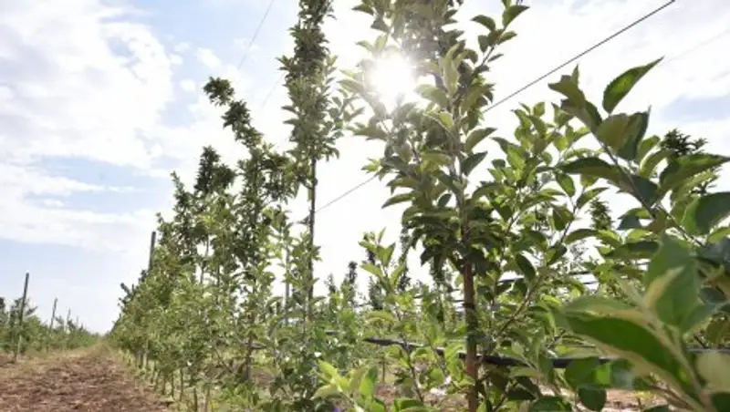 В Ордабасинском районе ЮКО набирает обороты интенсивное садоводство