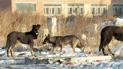 Zakon.kz, фото - Новости Zakon.kz от 15.04.2016 04:01