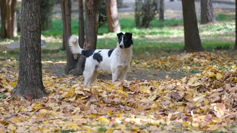 "Собак продолжают убивать": зоозащитники Тараза бьют тревогу