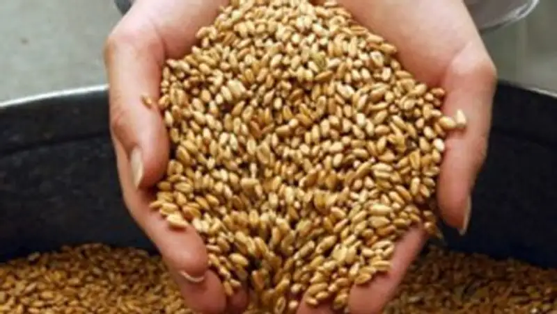 Казахстан не будет завозить импортное зерно — МСХ