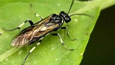 mir-znaniy.com, фото - Новости Zakon.kz от 03.05.2018 22:33