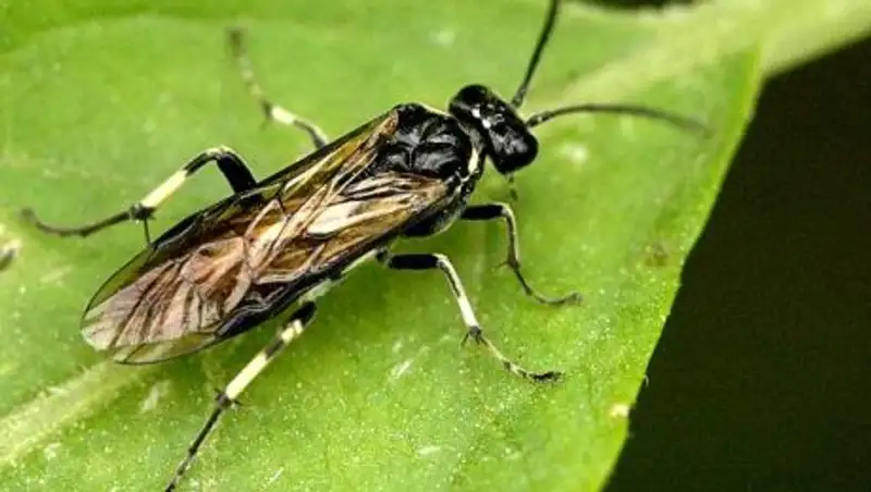 Алматы может лишиться деревьев