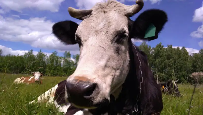 Такая корова нужна самому. Где в Казахстане больше всего КРС