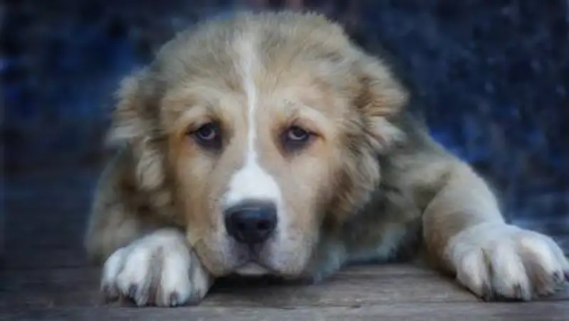 Алабай напал на пенсионерку в Нур-Султане: собаку нашли и проверяют на бешенство