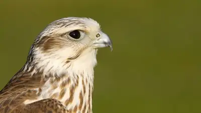 Фото с сайта cdn.tvc.ru, фото - Новости Zakon.kz от 05.12.2017 10:02