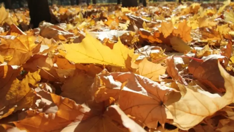 15 сентября на большей части Казахстана ожидается погода без осадков