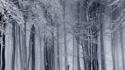 Народные приметы на 2 января: Что нельзя делать в Игнатьев день, фото - Новости Zakon.kz от 02.01.2023 11:38