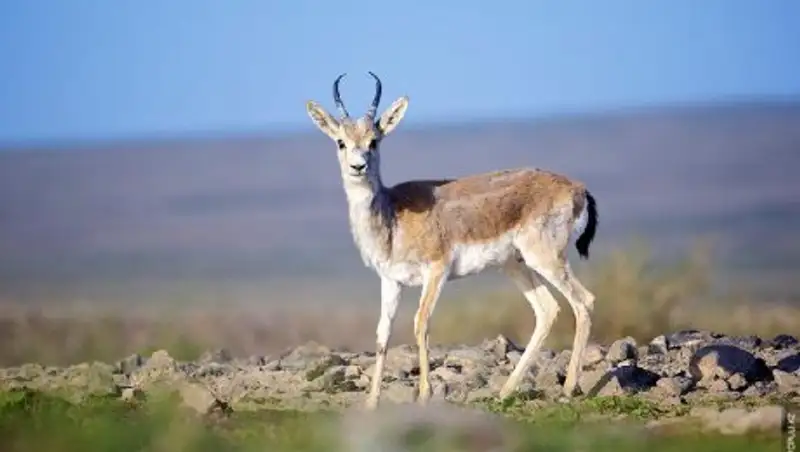 Алматы облысында қарақұйрық сойып жатқан шетелдік ұсталды