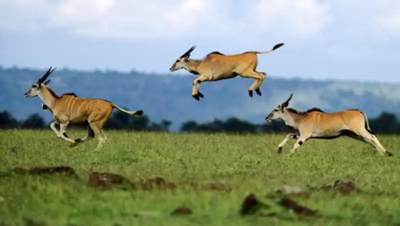 На 55% увеличилась численность сайгаков в Казахстане