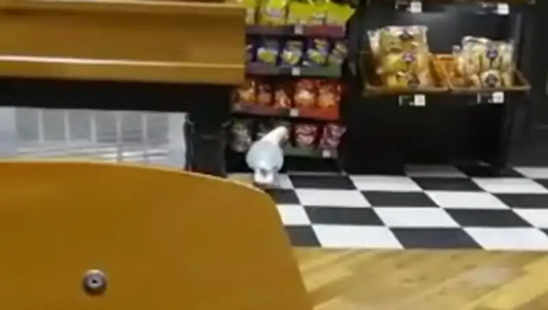 Чайка - воровка повадилась грабить магазин в одном из городов Британии