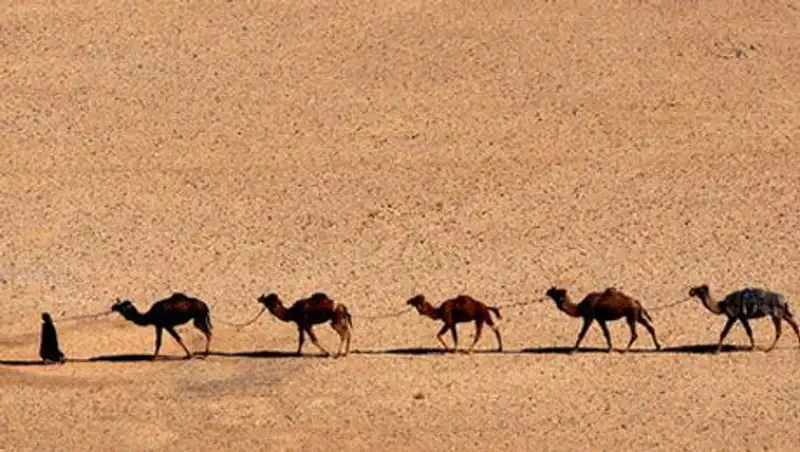 Кости верблюдов указали на противоречия в Ветхом Завете