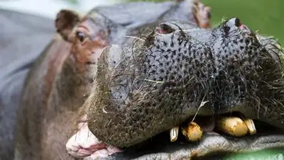 © AFP 2018 / Jean-Christophe Verhaegen, фото - Новости Zakon.kz от 17.08.2018 23:34