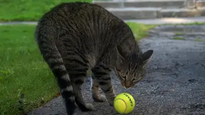 Теннис Кошка WTA турнир, фото - Новости Zakon.kz от 14.02.2023 12:01