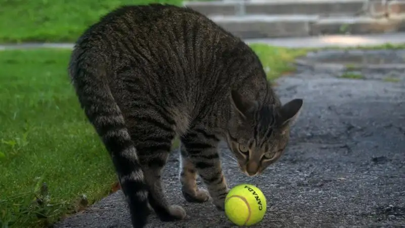 В Дохе на корт выбежала кошка, а в Роттердаме — человек в костюме панды