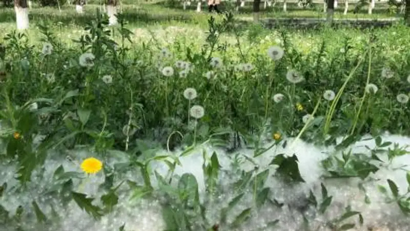 Нур-Султан замело тополиным пухом