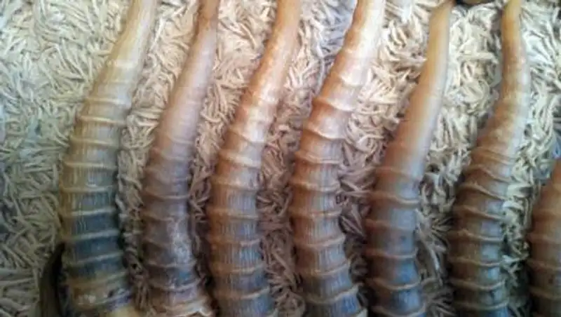 Жителю ЗКО грозит 12 лет тюрьмы за 632 рога сайги