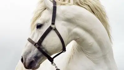 Zakon.kz, фото - Новости Zakon.kz от 27.10.2017 14:56