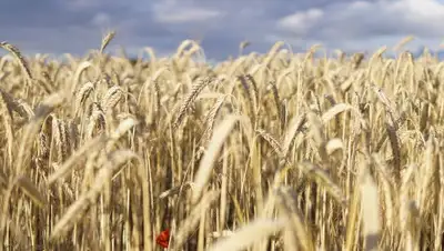 Pixabay, фото - Новости Zakon.kz от 05.08.2020 17:05