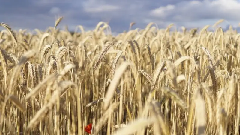 Взрыв в Бейруте: запаса зерна в Ливане осталось меньше чем на месяц