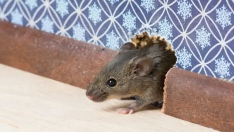 Алматинские студенты живут в общежитии с мертвыми мышами