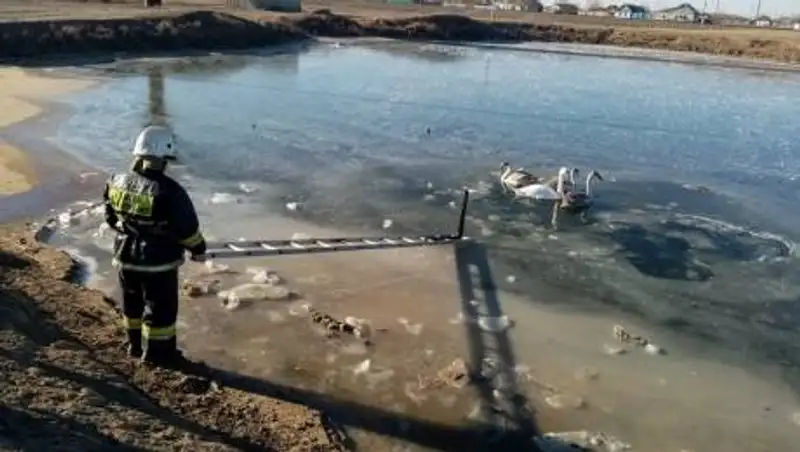 Лебеди примерзли ко льду в ЗКО