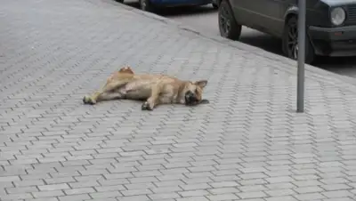 Zakon.kz, фото - Новости Zakon.kz от 03.06.2015 12:08