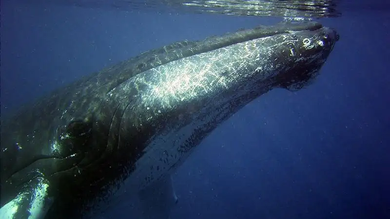 Киты помогают уменьшить глобальное потепление –  исследование