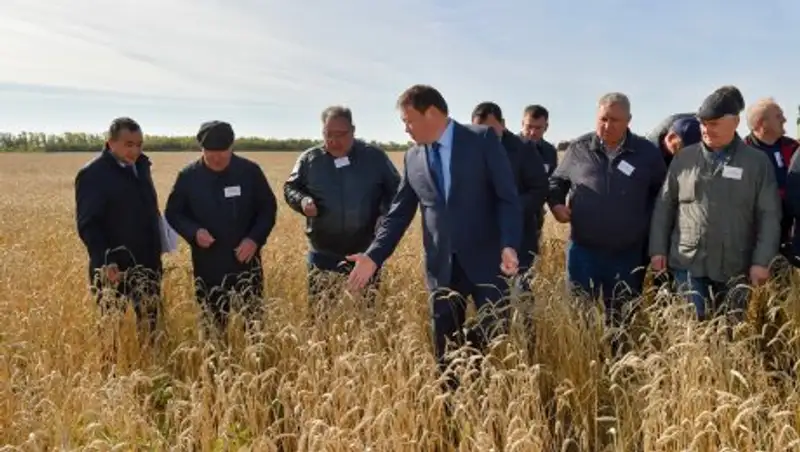 62 центнера с гектара: в СКО зафиксирован рекорд урожайности