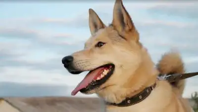 pxhere.com, фото - Новости Zakon.kz от 27.09.2021 15:45