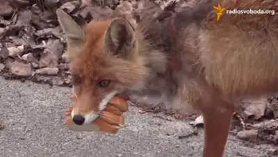 Zakon.kz, фото - Новости Zakon.kz от 28.04.2015 02:49