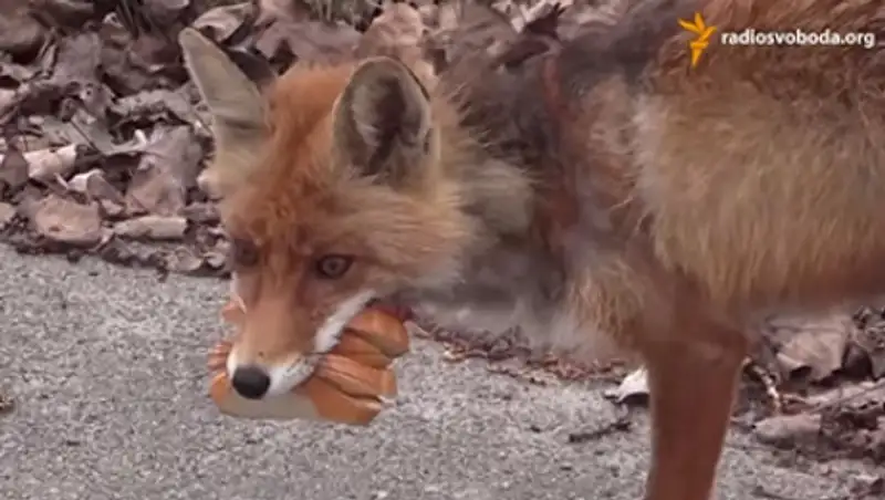 Чернобыльский лис сделал себе бутерброд
