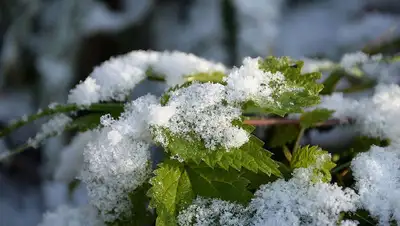 Мокрый снег ожидается на востоке Казахстана , фото - Новости Zakon.kz от 18.08.2022 15:03