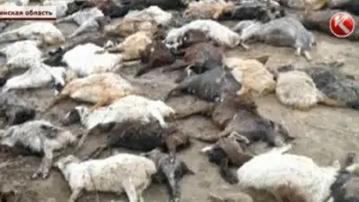 Zakon.kz, фото - Новости Zakon.kz от 30.03.2017 04:22