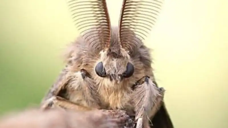 Ученые хотят переименовать названия мотыльков и муравьев из-за расизма