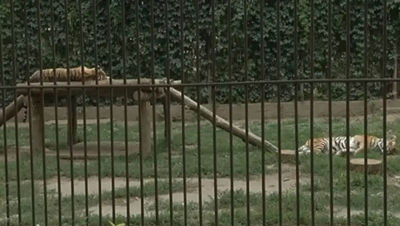 В Алматинском зоопарке появятся новые обитатели