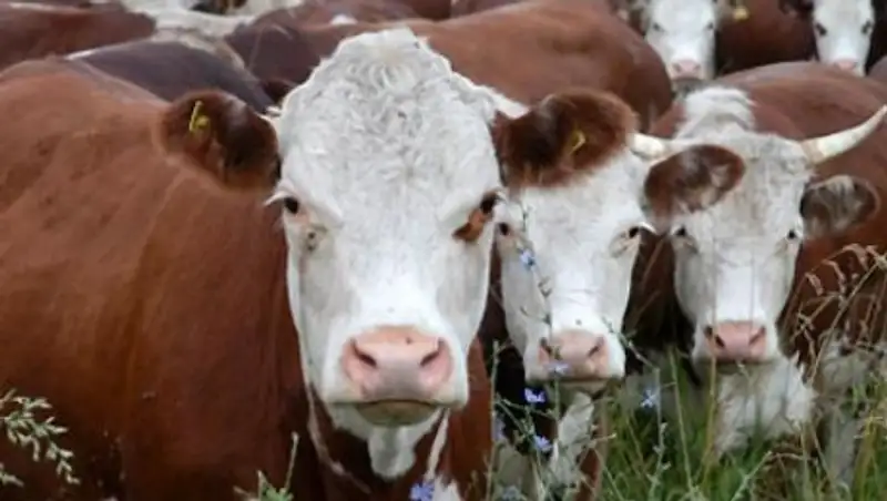 Казахстан направил заявку на получение статуса страны свободной от ящура