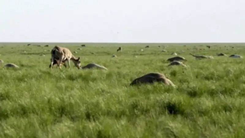 Исследование специалистов МОН о причинах падежа сайги не дало результатов – МСХ