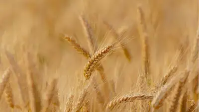 Pixabay, фото - Новости Zakon.kz от 25.08.2020 10:03