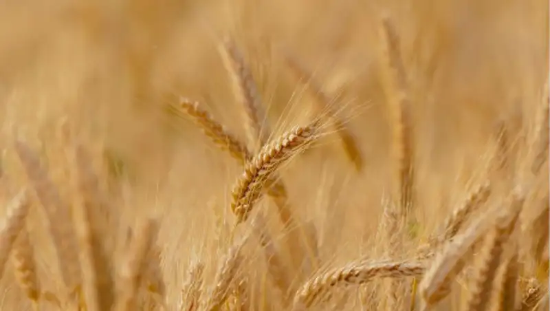 Мамин поручил вовремя собрать урожай, несмотря на погоду